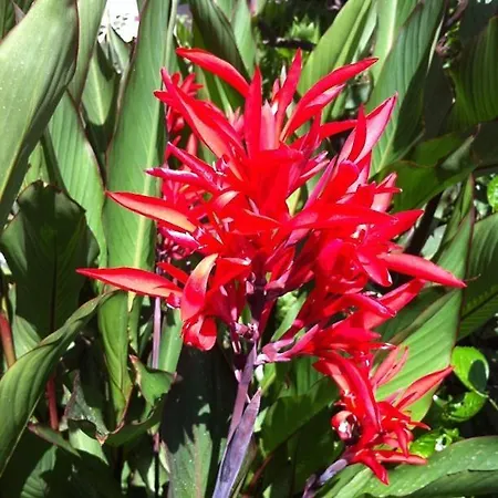 Resort Flower Kemer